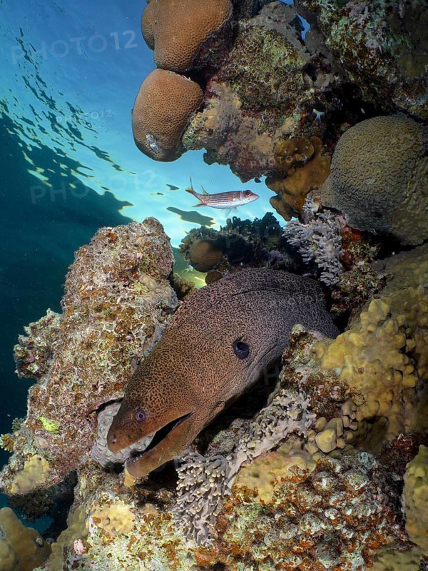 Giant moray eel (Gymnothorax javanicus)
