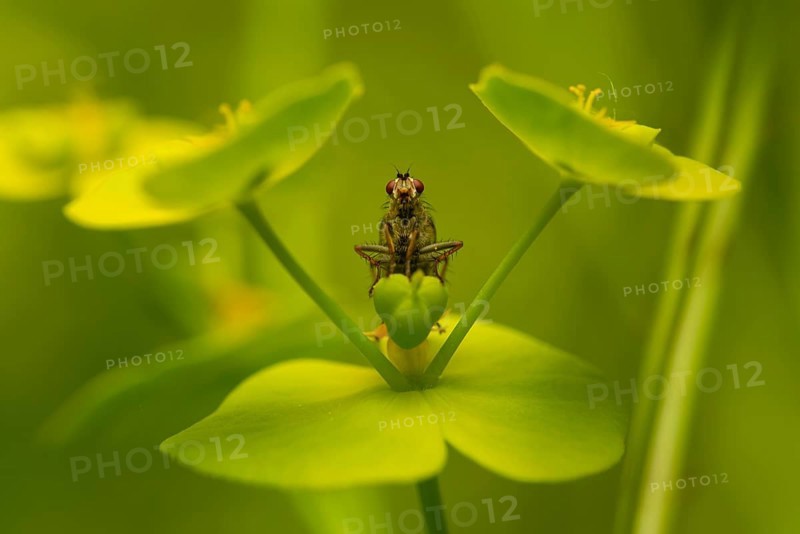 A detailed close up of a insect perched on a vibrant green plant with a blurred background, highlighting the intricate textures and colors in nature