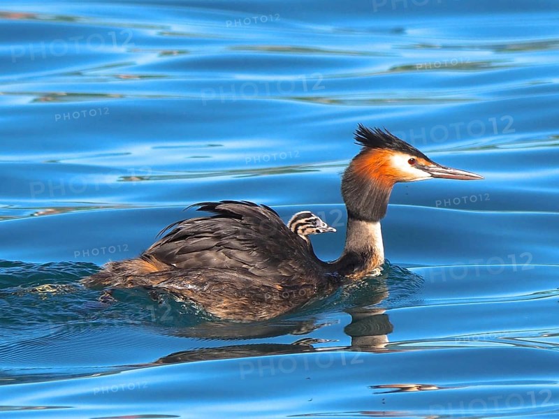 Great crested grebe with downy chicks (Podiceps cristatus)