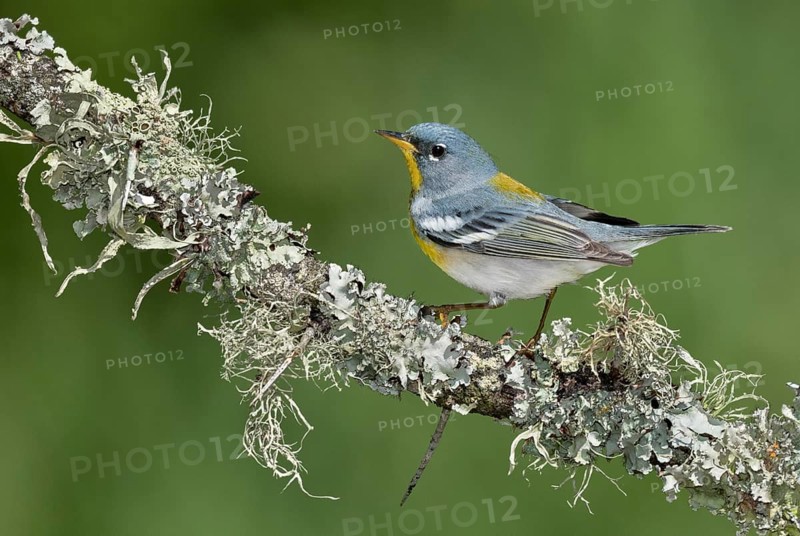 Northern Parula (Setophaga americana) male perched on a branch, Texas, USA