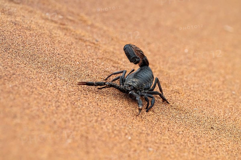 Black scorpion (Parabuthus villosus) running across sand, Namib Desert near Swakopmund, Namibia