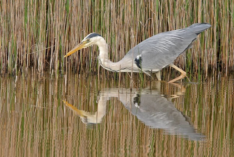 Grey grey heron (Ardea cinerea), Foraging, Boat Trip, Tiszaalpár, Kiskunsági National Park, Bács-Kiskun, Hungary