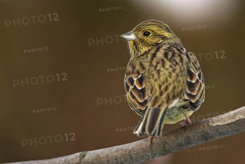 Cirl Bunting (Emberiza cirlus) female, Rhineland-Palatinate, Germany