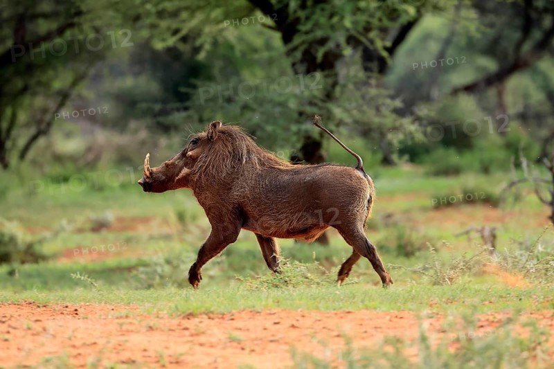 Warthog (Phacochoerus africanus), adult, running, Mokala National Park, Northern Cape, South Africa