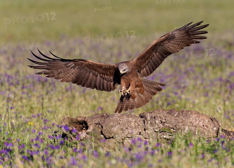 Black Kite (Milvus migrans), approaching a dead tree trunk, Castilla-La Mancha, Spain