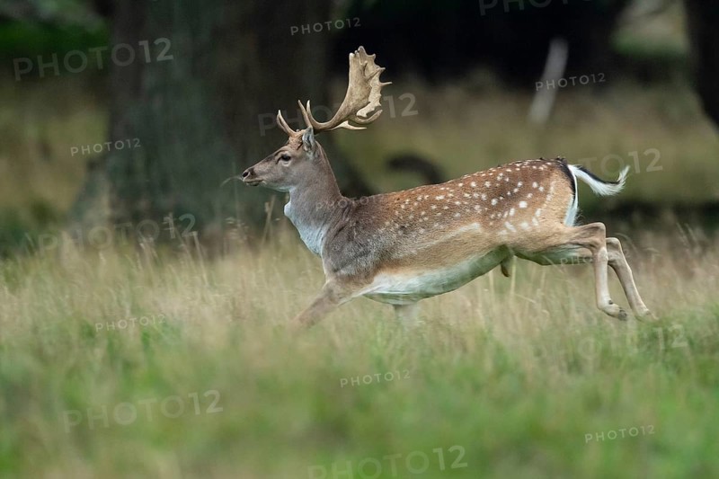 Male fallow deer (dama dama) in the run, Klamptenborg, Copenhagen, Denmark