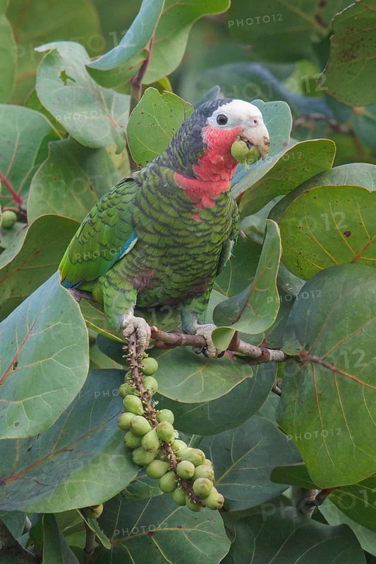 Cuban Parrot (Amazona leucocephala) perched on a branch in Cuba