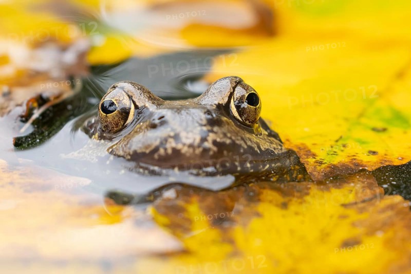 Common frog (Rana temporaria) adult amphibian on the water surface of a pond with fallen autumn leaves, England, United Kingdom