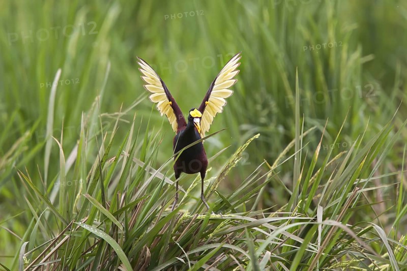 Northern Jacana Jacana spinosa Quepos, Costa Rica 18 October Adult doing wing diaplay after landing. Note yellow spurs on wings. Jacanidae