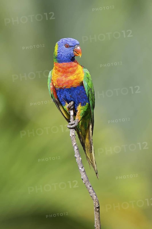 Rainbow Lorikeet (Trichoglossus moluccanus), Queensland, Australia