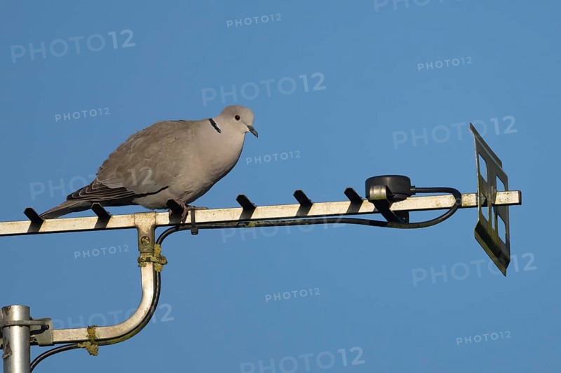 Collared dove (Streptopelia decaocto) adult bird on an urban house television aerial, England, United Kingdom