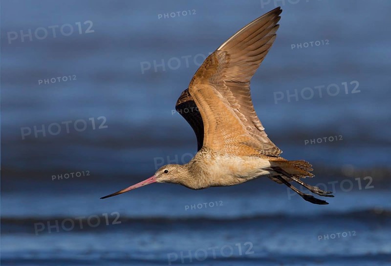Marbled Godwit (Limosa fedoa) flying, California, USA