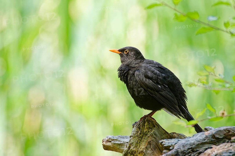 Common blackbird (Turdus merula) perched on a tree stump in green woodland background, alert adult bird in natural habitat, Poland