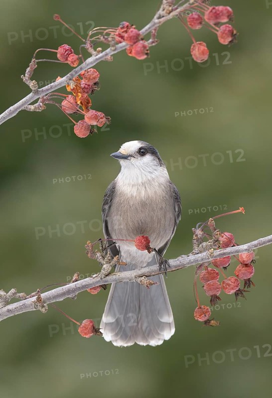 Grey Jay (Perisoreus canadensis) perched on a branch, Alaska, USA