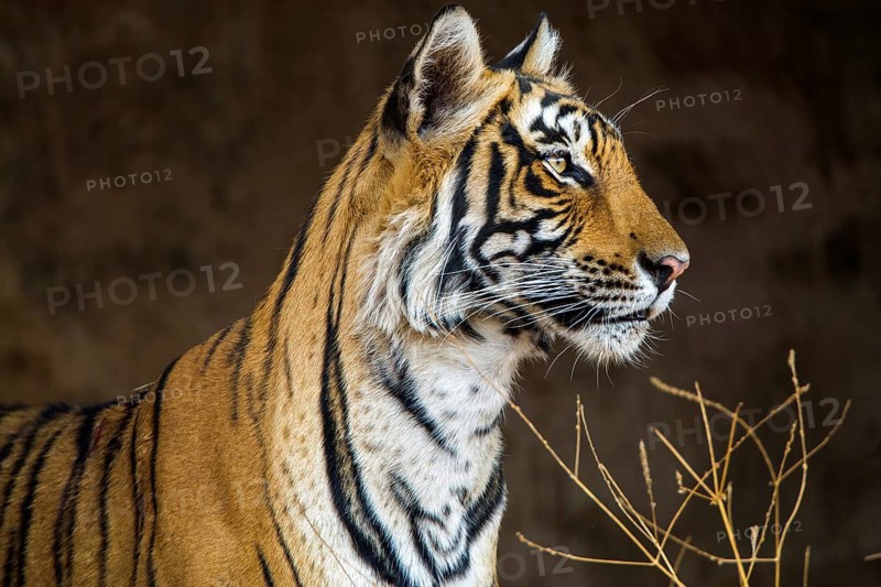 King tiger (Panthera tigris tigris), tigress Mutschili, India