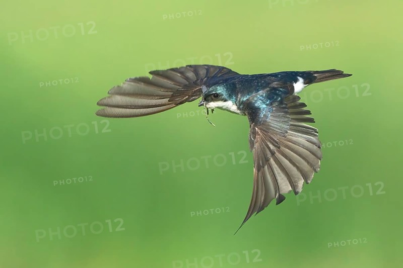 Tree Swallow (Tachycineta bicolor) flying, Colorado, USA