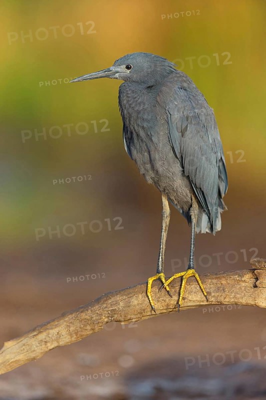 Bellied Heron, (Egretta ardesiaca), standing on a branch looking for prey, Gambia, Africa, Marakissa River Camp Canoe tri, Marakissa, South Bank, Gambia