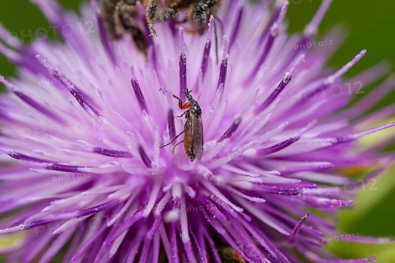 Close up of a small insect perched on a purple silybum marianum flower in spring. The intricate details of the flower petals and the insect delicate body are captured in stunning clarity