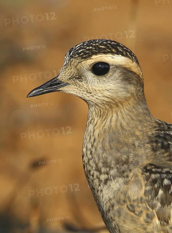 Eurasian Dotterel (Charadrius morinellus), Cabo Espichel, Portugal