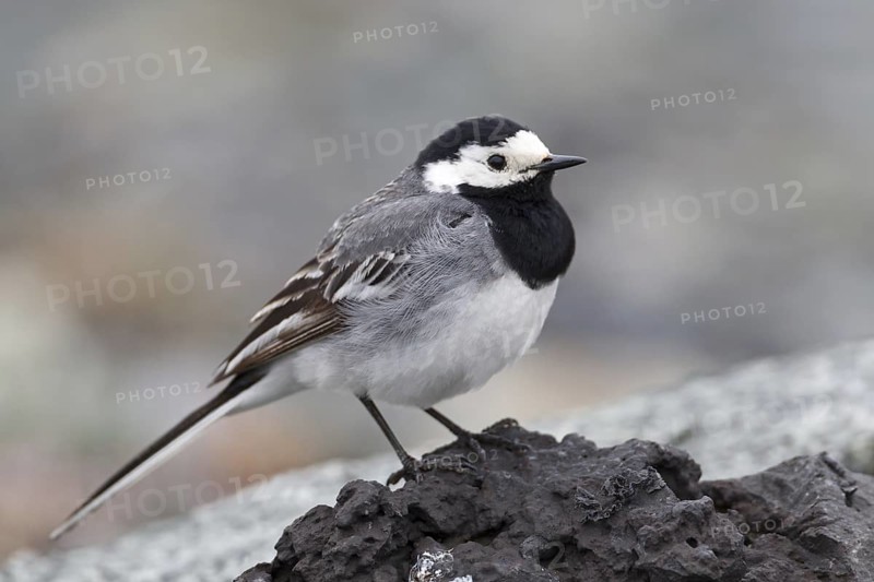 White Wagtail (Motacilla alba), Iceland