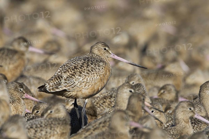 Marbled Godwit (Limosa fedoa) flock, Washington, USA