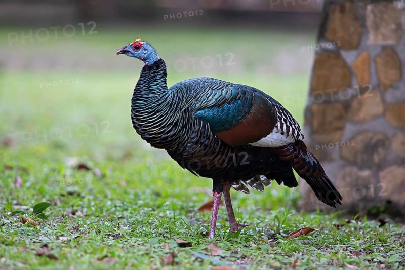 Peacock turkey (Meleagris ocellata) in Tikal National Park, Departamento Petén, Guatemala