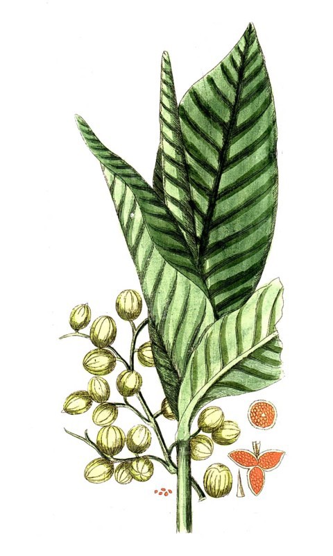 Aframomum melegueta, Amomum granum paradisi, grains of paradise, digital reproduction of a historical original, between 1790 and 1810