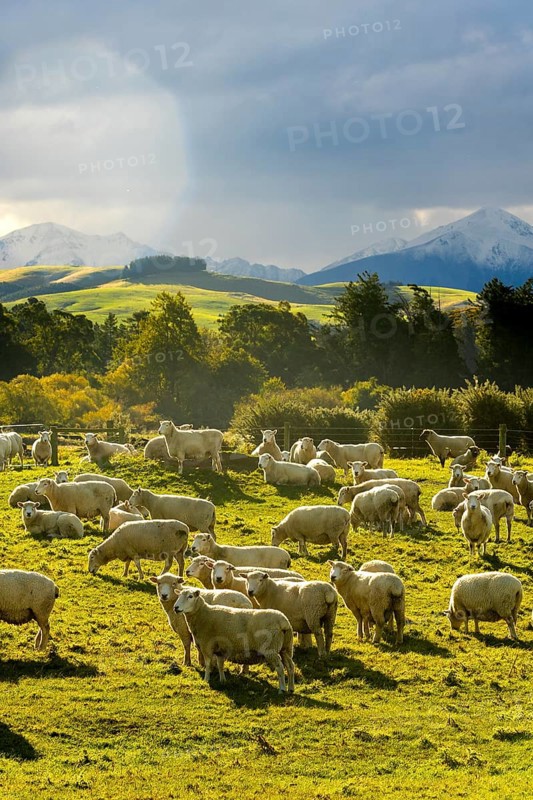 A picturesque autumn scene of sheep grazing in verdant pastures with the majestic backdrop of Mount Cook in New Zealand, featuring vibrant foliage and expansive skies