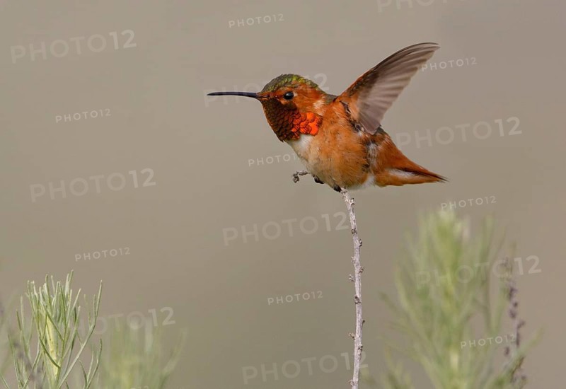 Allen's Hummingbird Male (Selasphorus sasin) - Rancho Palos Verdes, California