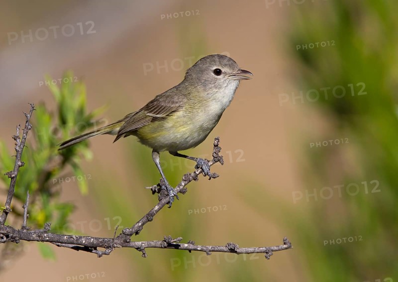 Bell's Vireo (Vireo bellii) singing, Arizona, USA