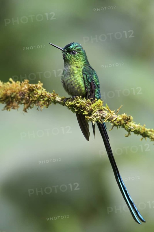 Long-tailed Sylph (Aglaiocercus kingi) perched on a branch in Ecuador, South America