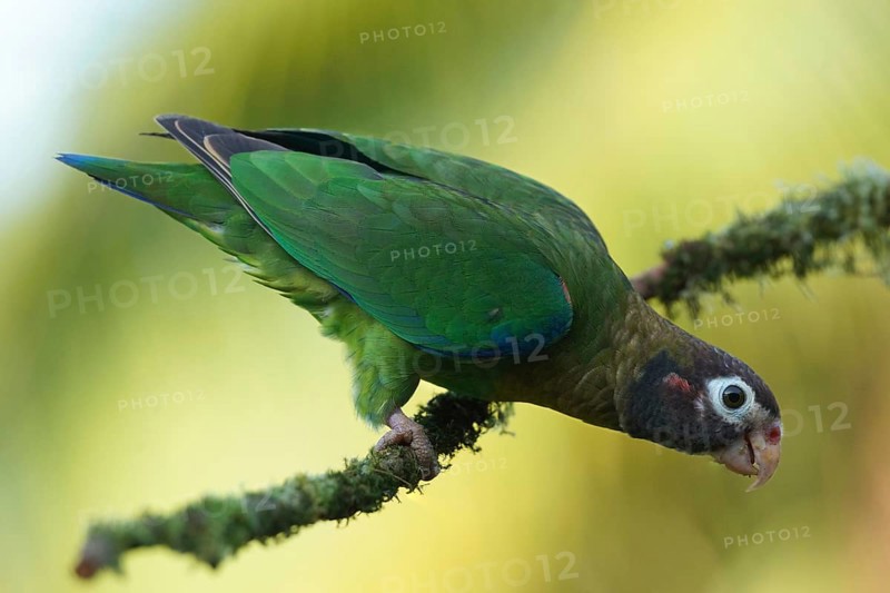 Brown-hooded Parrot (Pyrilia haematotis) perched on a branch, Alajuela, Costa Rica