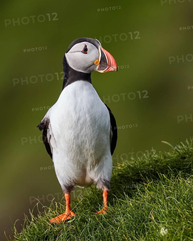 Atlantic Puffin (Fratercula arctica) perched on cliff, Mykines, Faroe Islands