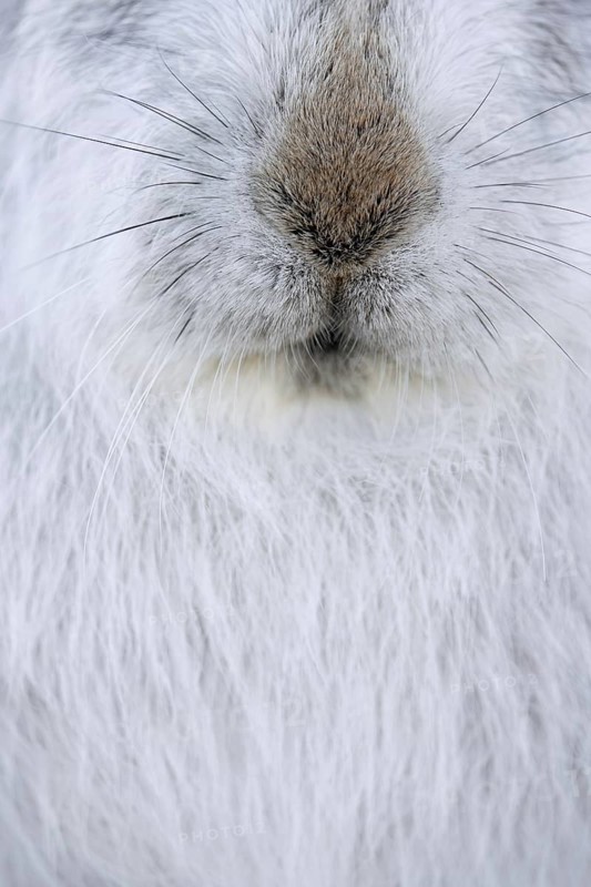 Mountain hare, alpine hare, snow hare (Lepus timidus) close-up of nose and whiskers in white winter pelage, winter coat