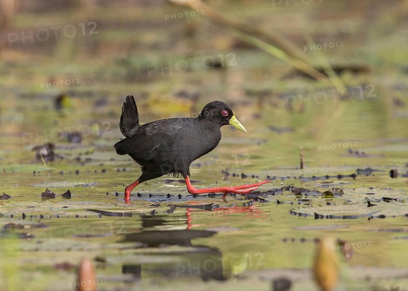 Black Crake (Amaurornis flavirostra) foraging, Gambia