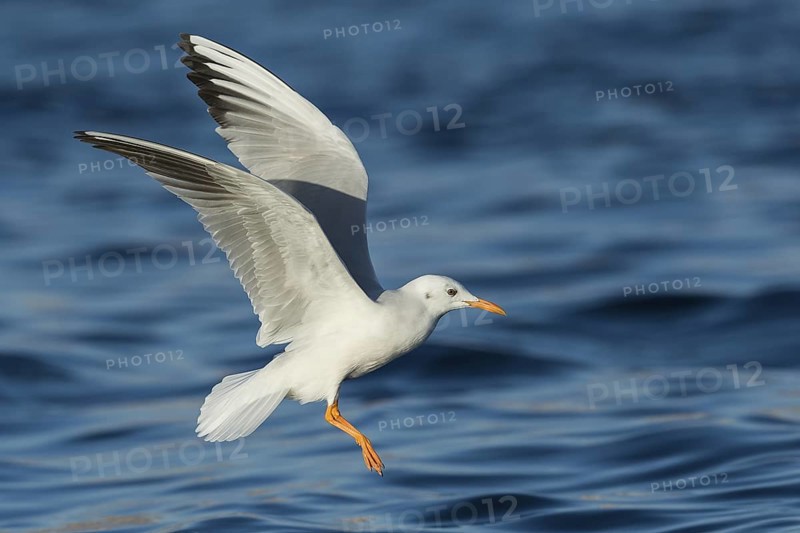 Slender-billed Gull (Chroicocephalus genei) flying, Eilat, Israel