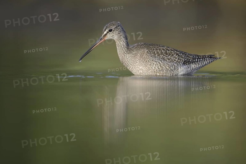 Spotted Redshank (Tringa erythropus), Thuringia, Germany