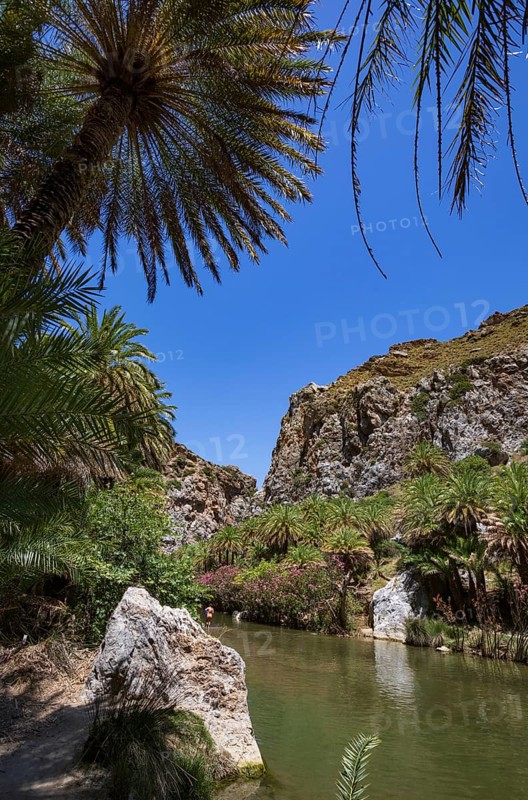 Palm grove in the Kourtaliatiko Gorge, Preveli Beach, south coast, Crete, Greece
