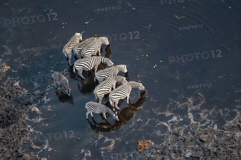 Steppe zebras (Equus quagga) drinking by the river, aerial view, Okavango Delta, Botswana