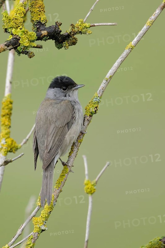Eurasian Blackcap (Sylvia atricapilla) male, North Rhine-Westphalia, Germany