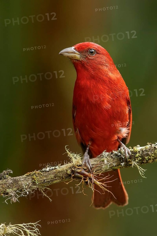 Hepatic Tanager (Piranga flava) perched on a branch in the Andes mountains of Colombia