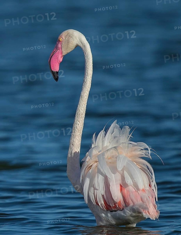 Greater Flamingo (Phoenicopterus roseus), Sardinia, Italy