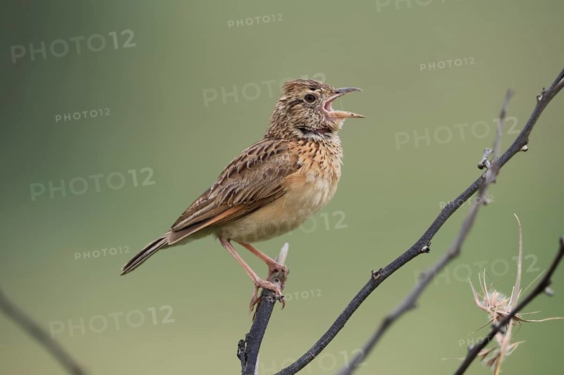 Bush Pipit (Anthus caffer), adult, on tree, on guard, singing, Pilanesberg National Park, North West Province, South Africa, Africa, Germany