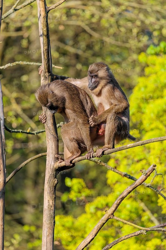 Two Drills (Mandrillus leucophaeus) mating high up in a tree. A green forest can be seen in the background