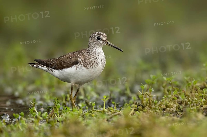 Solitary Sandpiper (Tringa solitaria), Texas, USA