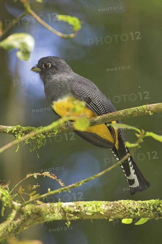 Guianan Trogon (Trogon violaceus), Costa Rica