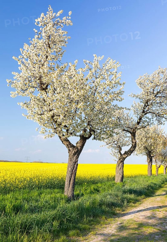 Alley with blossoming fruit trees between rape fields in bloom, field path near Wölkisch, Saxon Elbland, Saxony, Germany