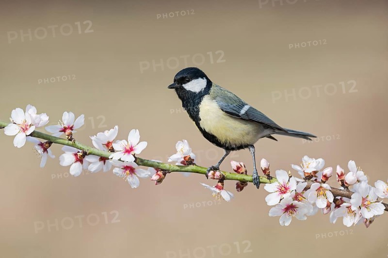 Great Tit (Parus major) perched in flowering almond tree, Aosta Valley, Italy