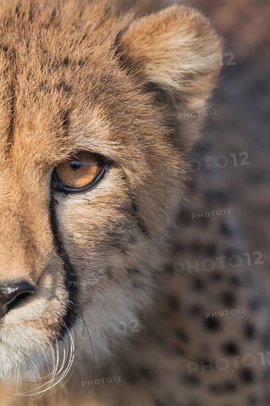 Cheetah (Acinonyx jubatus) portrait with detail of face, Castile-La Mancha, Spain