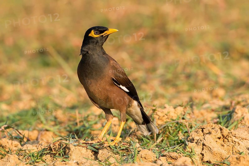 Common Myna (Acridotheres tristis), Phetchaburi, Thailand